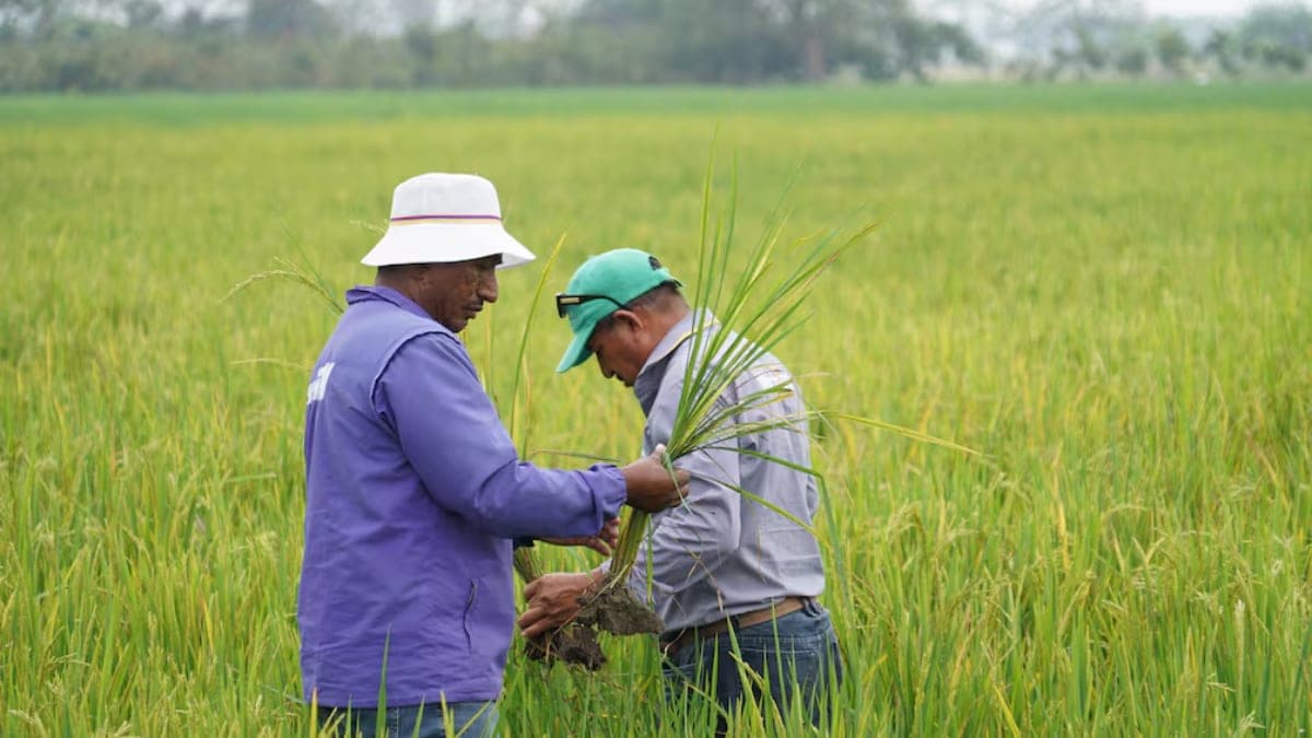 Agricultures en Los Ríos